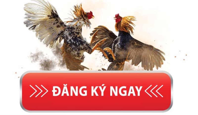 Hướng dẫn đăng ký Huysv368 để trải nghiệm sân chơi đá gà trực tuyến